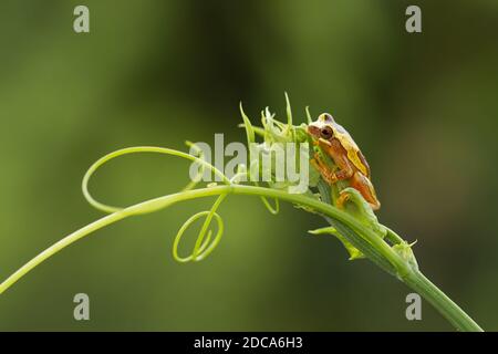 Hourglass Treefrog, Dendropsophus ebraccatus, ist ein nachtaktiver Baumfrosch, der in tropischen Regenwäldern von Mexiko bis Ecuador gefunden wird. Fotografiert in Costa Ri Stockfoto