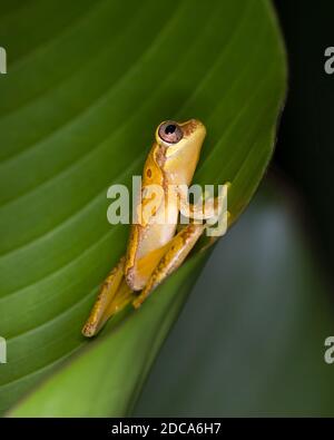 Hourglass Treefrog, Dendropsophus ebraccatus, auf einem Bananenblatt in Costa Rica. Stockfoto