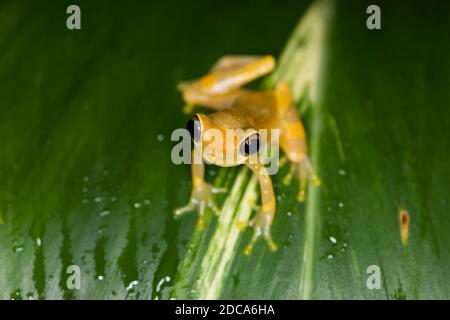 Hourglass Treefrog, Dendropsophus ebraccatus, auf einem Bananenblatt in Costa Rica. Stockfoto