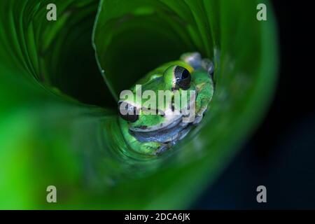 Maskierter Baumfrosch oder New Granada kreuzgebänderter Baumfrosch, der sich in einem gerollten Blatt in Costa Rica versteckt. Stockfoto