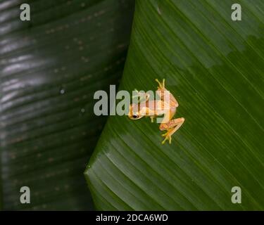 Hourglass Treefrog, Dendropsophus ebraccatus, auf einem Bananenblatt in Costa Rica. Stockfoto