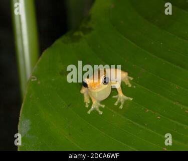 Hourglass Treefrog, Dendropsophus ebraccatus, auf einem Bananenblatt in Costa Rica. Stockfoto