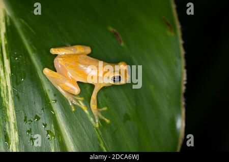 Hourglass Treefrog, Dendropsophus ebraccatus, auf einem Blatt in Costa Rica. Stockfoto