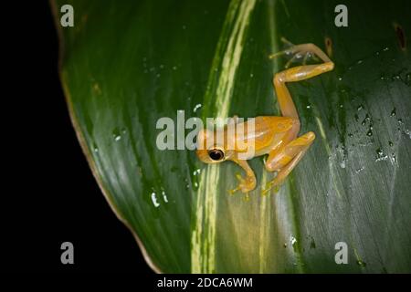 Hourglass Treefrog, Dendropsophus ebraccatus, auf einem Blatt in Costa Rica. Stockfoto