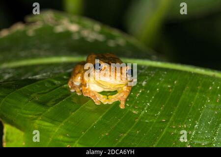 Loquacious Baumfrosch oder Mahagoni Baumfrosch, Tlalocohyla loquax, auf einem Blatt in Costa Rica. Stockfoto