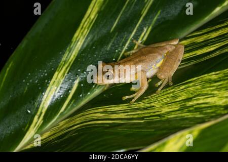 Ein Olivenbaumfrosch auf einem Blatt bei Nacht im Regenwald von Costa Rica. Sie ist in Costa Rica, Panama und Nicaragua beheimatet. Stockfoto