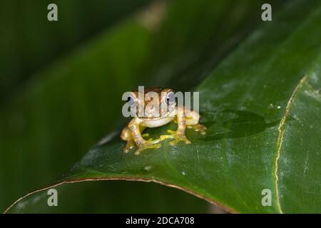 Ein Olivenbaumfrosch auf einem Blatt bei Nacht im Regenwald von Costa Rica. Sie ist in Costa Rica, Panama und Nicaragua beheimatet. Stockfoto