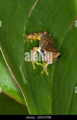 Ein Olivenbaumfrosch auf einem Blatt bei Nacht im Regenwald von Costa Rica. Sie ist in Costa Rica, Panama und Nicaragua beheimatet. Stockfoto