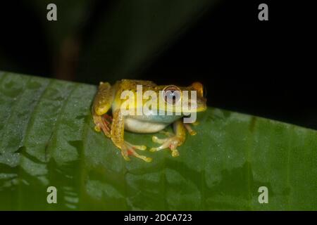 Der scharlachrote Baumfrosch ist in Costa Rica, Panama und Nicaragua zu finden. Auch bekannt als die Canal Zone Treefrog. Stockfoto