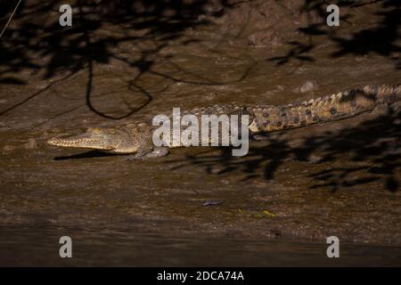 Amerikanisches Krokodil, Crocodylus acutus, neben Rio Grande in der Cocle Provinz, Republik Panama. Stockfoto