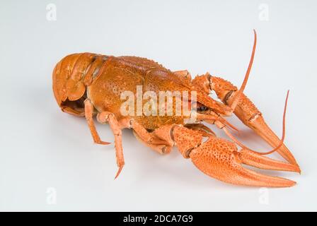 Langusten an ein Studio Hintergrund Stockfoto