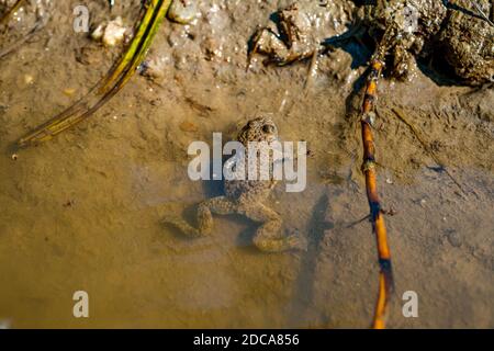 Gelbbauchkröte (Bombina variegata) Stockfoto