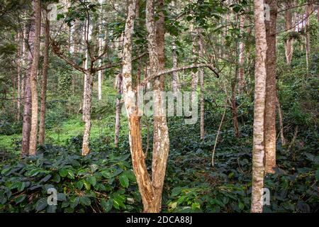 Schöne Aussicht auf die Bäume, die Schatten auf Kaffeeplantagen in Yercaud Hill Station, Tamil Nadu, Indien Stockfoto
