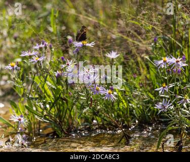 Milbert's Tortoiseshell oder Fire-rim Tortoiseshell Schmetterling auf einem lila Aster im Yellowstone National Park, Wyoming, USA. Stockfoto