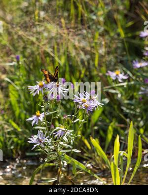 Milbert's Tortoiseshell oder Fire-rim Tortoiseshell Schmetterling auf einem lila Aster im Yellowstone National Park, Wyoming, USA. Stockfoto