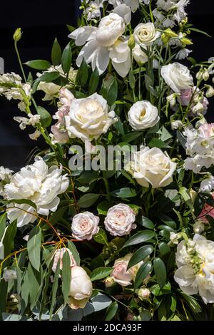 Beeindruckendes floristisches Bouquet von weißen Rosen und Delphinium - grün Drehen Stockfoto