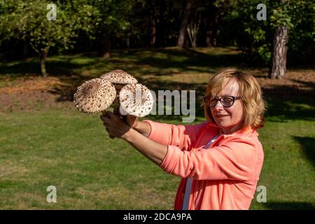 Jantar, Polen - 11. September 2020: Reifer Sonnenpilz Macrolepiota procera oder Lepiota procera in der Hand des Pilzsammler Stockfoto