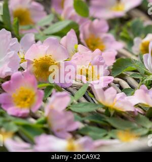 Rosenblüten trocken, Blüten werden zum Trocknen auf einem Tablett ausgestellt, Rosenblüten-Ernte, Rosenblüten sammeln, Hunds-Rose, Hundsrose, Heckenros Stockfoto