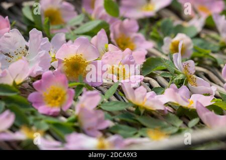 Rosenblüten trocken, Blüten werden zum Trocknen auf einem Tablett ausgestellt, Rosenblüten-Ernte, Rosenblüten sammeln, Hunds-Rose, Hundsrose, Heckenros Stockfoto