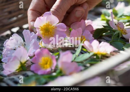 Rosenblüten trocken, Blüten werden zum Trocknen auf einem Tablett ausgestellt, Rosenblüten-Ernte, Rosenblüten sammeln, Hunds-Rose, Hundsrose, Heckenros Stockfoto