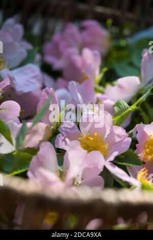 Rosenblüten-Ernte, Rosenblüten sammeln, Kräuterernte, Kräuter sammeln, Hunds-Rose, Hundsrose, Heckenrose, Wildrose, Rose, Rosen, Rosenblüten, Blüten, B Stockfoto