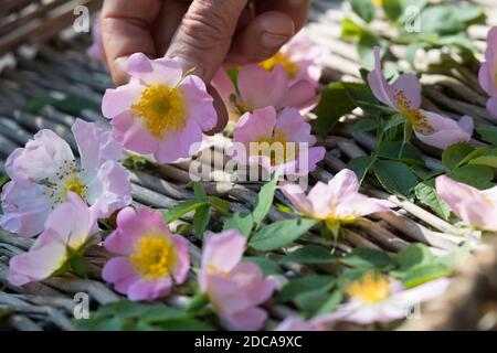 Rosenblüten trocken, Blüten werden zum Trocknen auf einem Tablett ausgestellt, Rosenblüten-Ernte, Rosenblüten sammeln, Hunds-Rose, Hundsrose, Heckenros Stockfoto