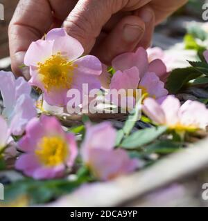 Rosenblüten trocken, Blüten werden zum Trocknen auf einem Tablett ausgestellt, Rosenblüten-Ernte, Rosenblüten sammeln, Hunds-Rose, Hundsrose, Heckenros Stockfoto