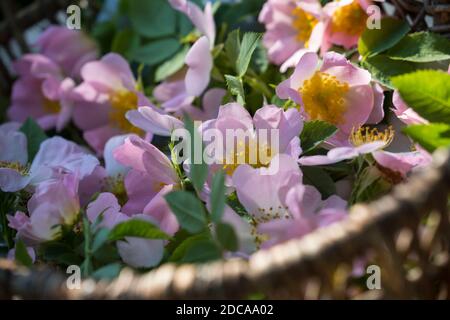 Rosenblüten-Ernte, Rosenblüten sammeln, Kräuterernte, Kräuter sammeln, Hunds-Rose, Hundsrose, Heckenrose, Wildrose, Rose, Rosen, Rosenblüten, Blüten, B Stockfoto