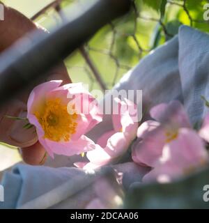 Rosenblüten-Ernte, Rosenblüten sammeln, Kräuterernte, Kräuter sammeln, Hunds-Rose, Hundsrose, Heckenrose, Wildrose, Rose, Rosen, Rosenblüten, Blüten, B Stockfoto