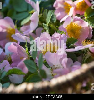 Rosenblüten-Ernte, Rosenblüten sammeln, Kräuterernte, Kräuter sammeln, Hunds-Rose, Hundsrose, Heckenrose, Wildrose, Rose, Rosen, Rosenblüten, Blüten, B Stockfoto