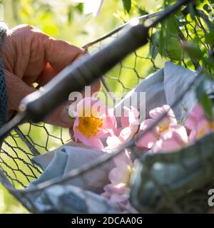 Rosenblüten-Ernte, Rosenblüten sammeln, Kräuterernte, Kräuter sammeln, Hunds-Rose, Hundsrose, Heckenrose, Wildrose, Rose, Rosen, Rosenblüten, Blüten, B Stockfoto