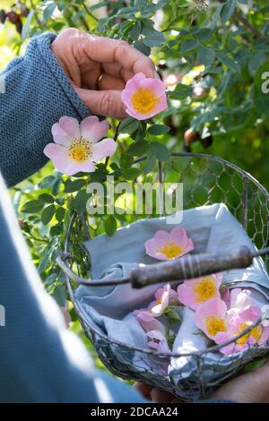 Rosenblüten-Ernte, Rosenblüten sammeln, Kräuterernte, Kräuter sammeln, Hunds-Rose, Hundsrose, Heckenrose, Wildrose, Rose, Rosen, Rosenblüten, Blüten, B Stockfoto