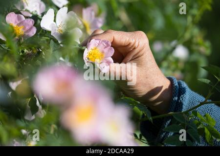 Rosenblüten-Ernte, Rosenblüten sammeln, Kräuterernte, Kräuter sammeln, Hunds-Rose, Hundsrose, Heckenrose, Wildrose, Rose, Rosen, Rosenblüten, Blüten, B Stockfoto