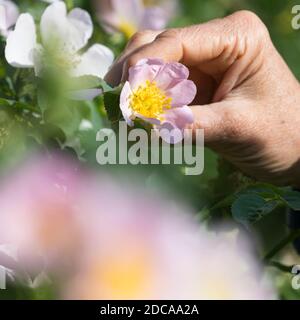 Rosenblüten-Ernte, Rosenblüten sammeln, Kräuterernte, Kräuter sammeln, Hunds-Rose, Hundsrose, Heckenrose, Wildrose, Rose, Rosen, Rosenblüten, Blüten, B Stockfoto