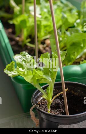 Grüne Salatblätter wachsen in Töpfen mit Erde auf der Fensterbank. Wachsende junge Triebe von Salat. Stöcke stecken. Geringe Schärfentiefe. Vertikal. Stockfoto