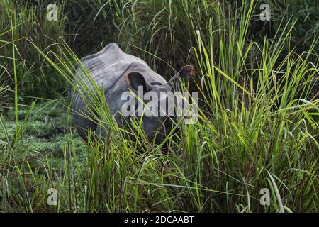 Indisches ein gehörntes großes Nashorn im Kaziranga Nationalpark - Assam, Indien Stockfoto