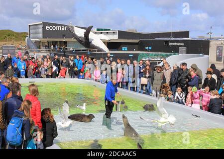 Fütterungszeit im Ecomare Seal Sanctuary, Texel, Niederlande Stockfoto