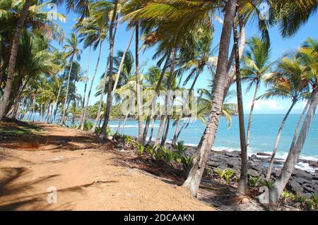 Südamerika, Guyana, Kourou, der Küstenweg der Königlichen Insel, der von herrlichen Kokospalmen mit Blick auf den Atlantik und die Teufelsinsel begrenzt wird. Stockfoto