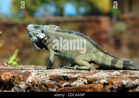 Südamerika, Guyana, Königliche Insel, die grüne Leguan ist eine große Art von Arboreal und pflanzenfressende Eidechse, der Erwachsene misst 1.5 Meter. Stockfoto