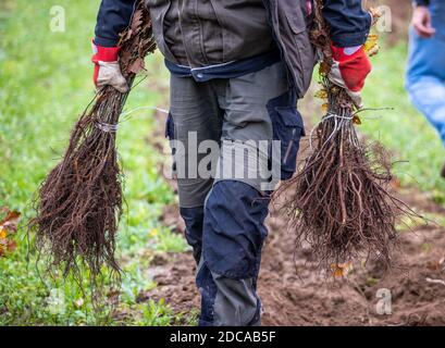 Boitin, Deutschland. November 2020. Ein Mitarbeiter der Güstrower Garten-Landschafts- und Forstbaugesellschaft mbH trägt junge Eichen- und Erlenbäume zur Pflanzmaschine. Während der Wiederaufforstung wird eine Fläche von 30 Hektar bepflanzt. Quelle: Jens Büttner/dpa-Zentralbild/ZB/dpa/Alamy Live News Stockfoto