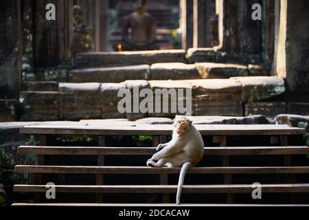 Nördliche Schweinschwanzmakaken, die sich auf den Stufen des Bayon-Tempels in der Nähe von Siem Reap, Kambodscha, entspannen Stockfoto