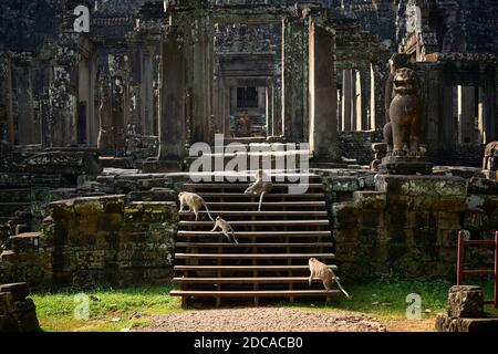 Nördliche Schweinschwanzmakaken, die sich auf den Stufen des Bayon-Tempels in der Nähe von Siem Reap, Kambodscha, entspannen Stockfoto