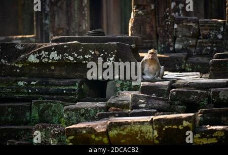 Nördliche Schweinschwanzmakaken, die sich auf den Stufen des Bayon-Tempels in der Nähe von Siem Reap, Kambodscha, entspannen Stockfoto