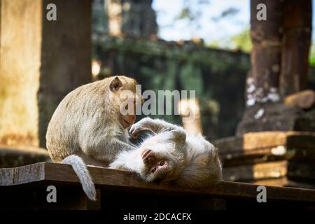 Nördliche Schweinschwanzmakaken, die sich auf den Stufen des Bayon-Tempels in der Nähe von Siem Reap, Kambodscha, entspannen Stockfoto