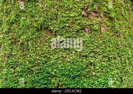 Wet Moss Deep Dark Green auf der Oberfläche von an Alter Baumstamm Stockfoto