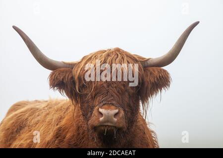 Porträt einer schottischen Highland Cow stehend in einem nebligen Ein Stockfoto