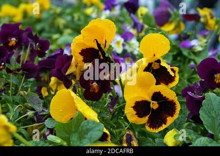 Gelbe Stiefmütterchen blühen nach Regen auf Blumenbeet Stockfoto