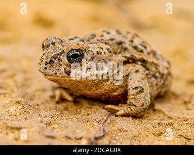 Kröte (Epidalea calamita, SYN.: Bufo calamita) Stockfoto