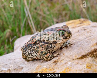 Kröte (Epidalea calamita, SYN.: Bufo calamita) Stockfoto