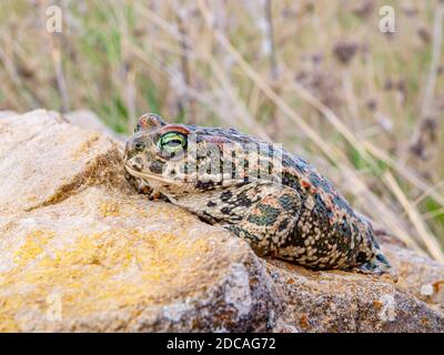 Kröte (Epidalea calamita, SYN.: Bufo calamita) Stockfoto